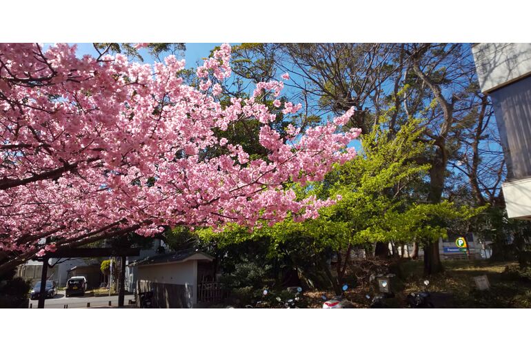 No1 sakura
