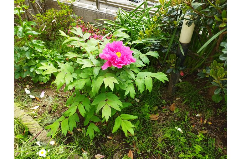R6.5.1botan
